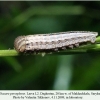 chazara persephone larva l2 daghestan 1